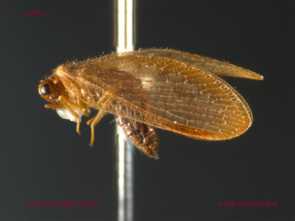 Photo of Hemerobius stigma by Spencer Entomological Museum